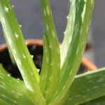 aloe vera